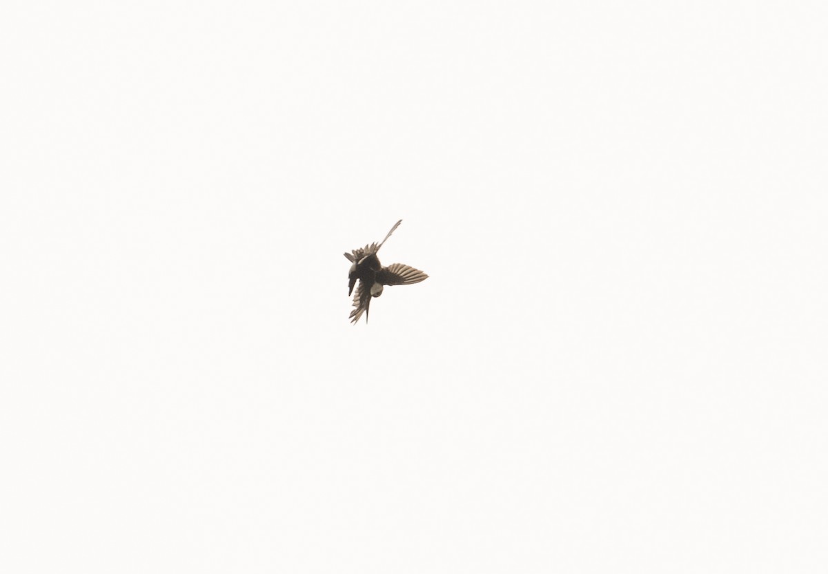 White-throated Swift - Ian Routley