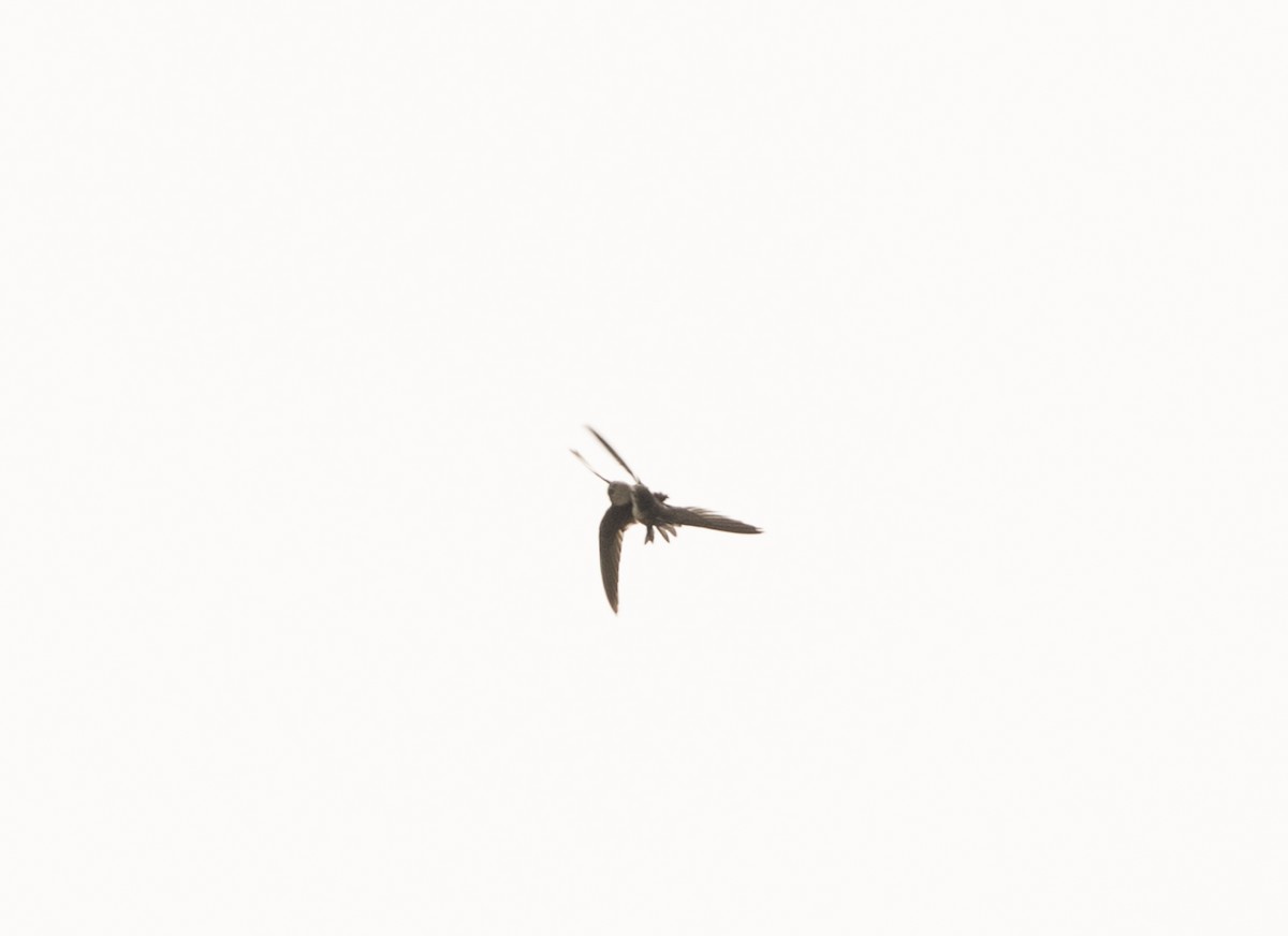 White-throated Swift - ML344322871