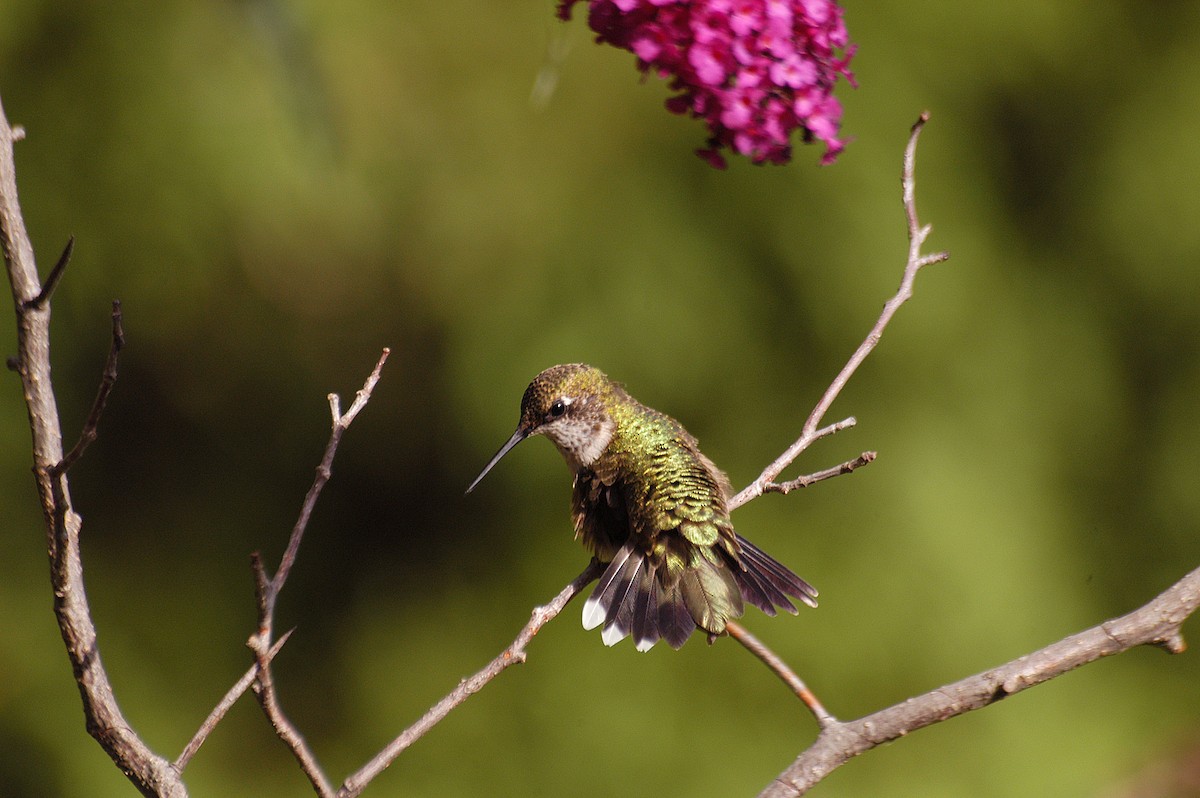 Ruby-throated Hummingbird - ML34433021