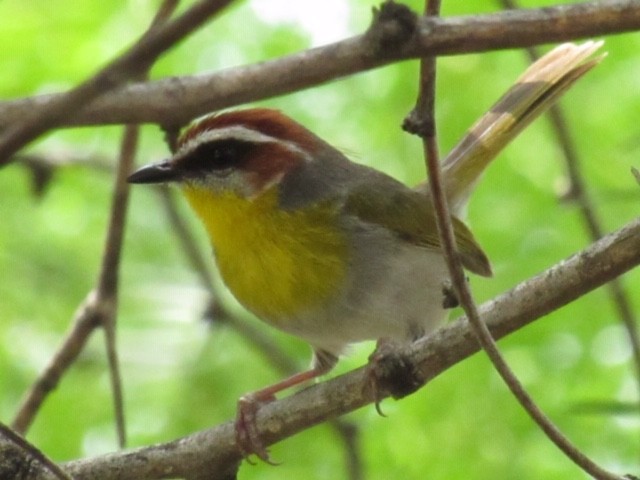 Rufous-capped Warbler - ML344331291