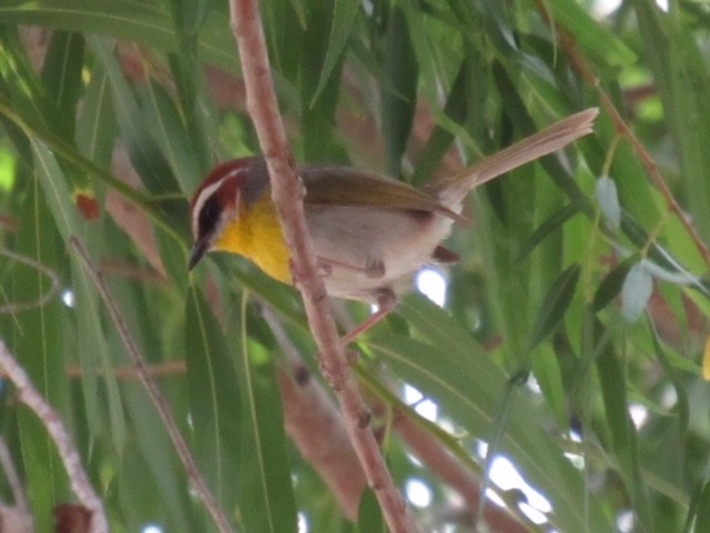 Rufous-capped Warbler - ML344331341