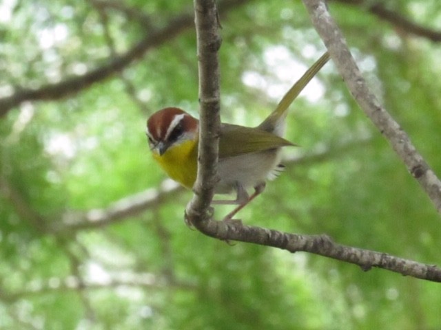 Rufous-capped Warbler - ML344331361