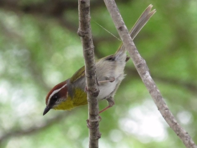 Rufous-capped Warbler - ML344331441