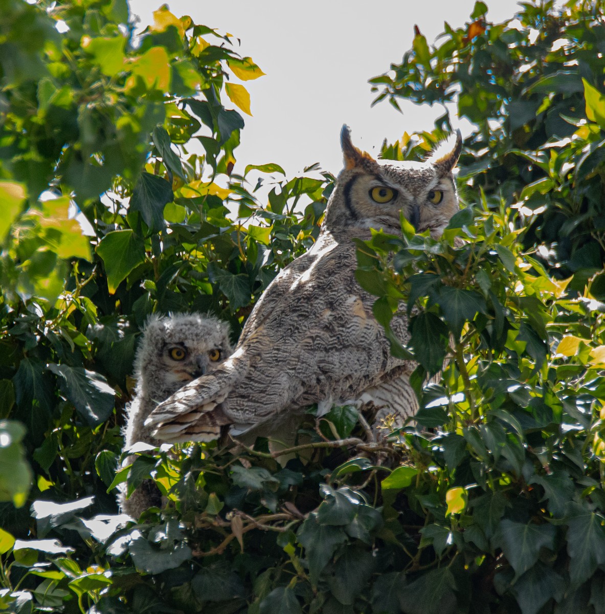Great Horned Owl - ML344337481