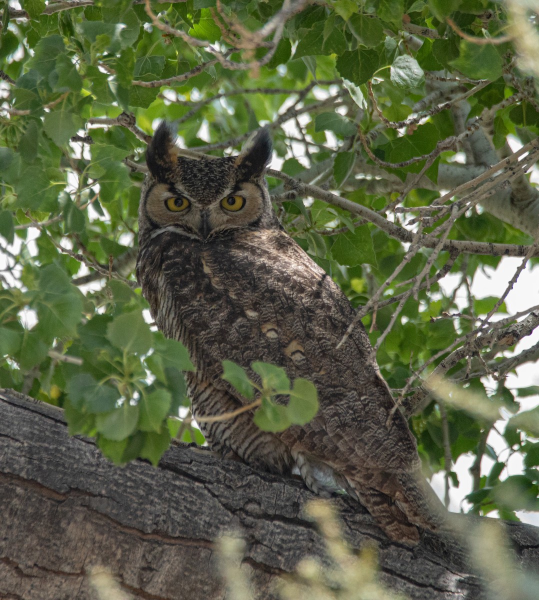 Great Horned Owl - ML344337491