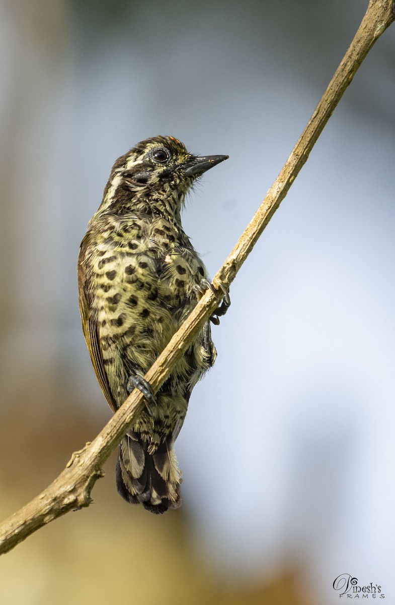 Speckled Piculet - ML344348711