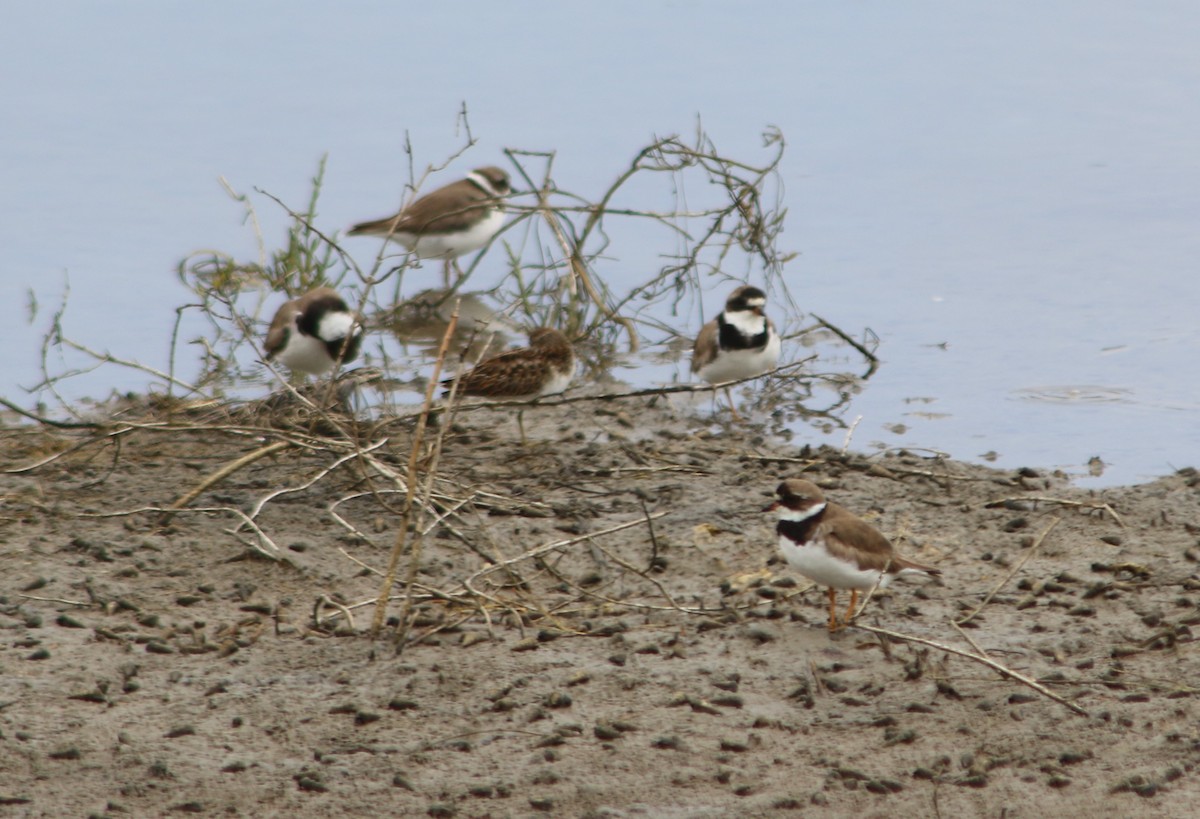 Semipalmated Plover - ML34435111