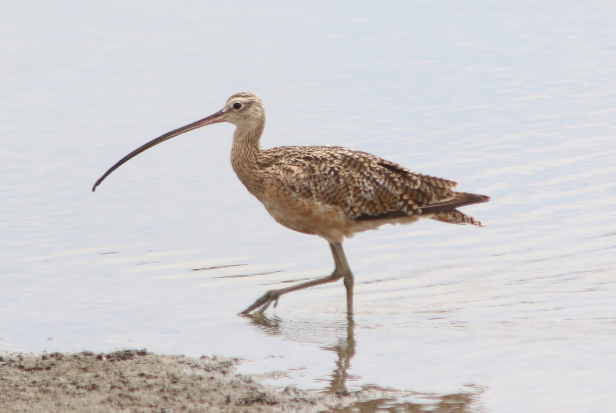 Long-billed Curlew - Peter Roberts