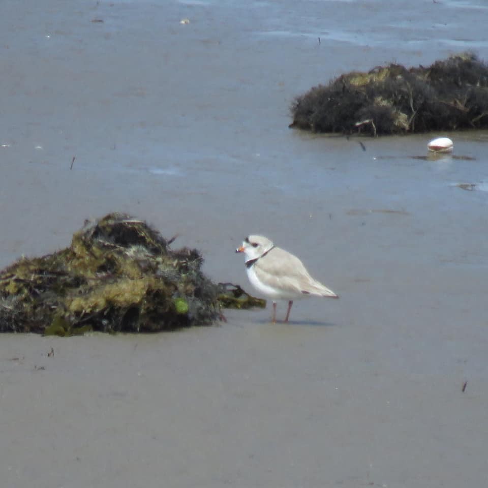 Piping Plover - ML344353681