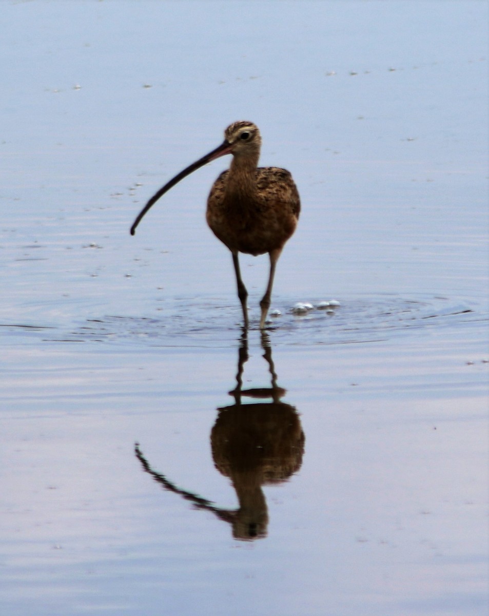 Long-billed Curlew - ML34435461