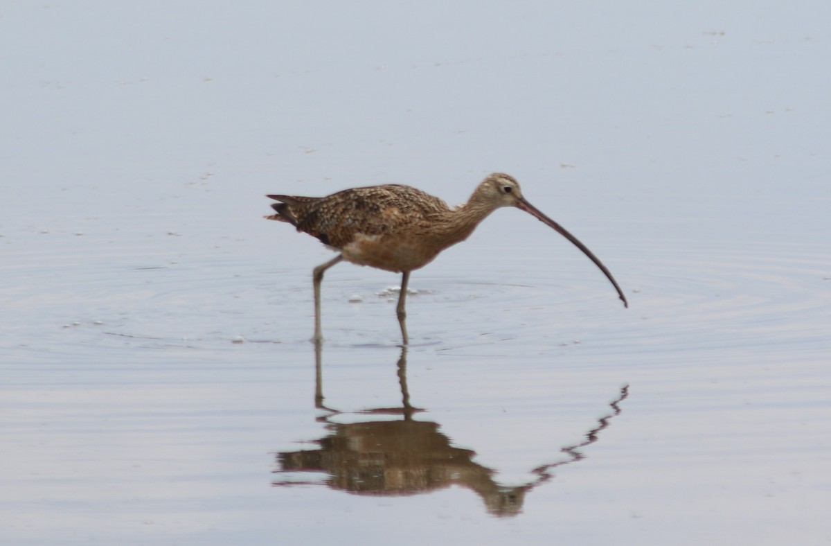 Long-billed Curlew - Peter Roberts