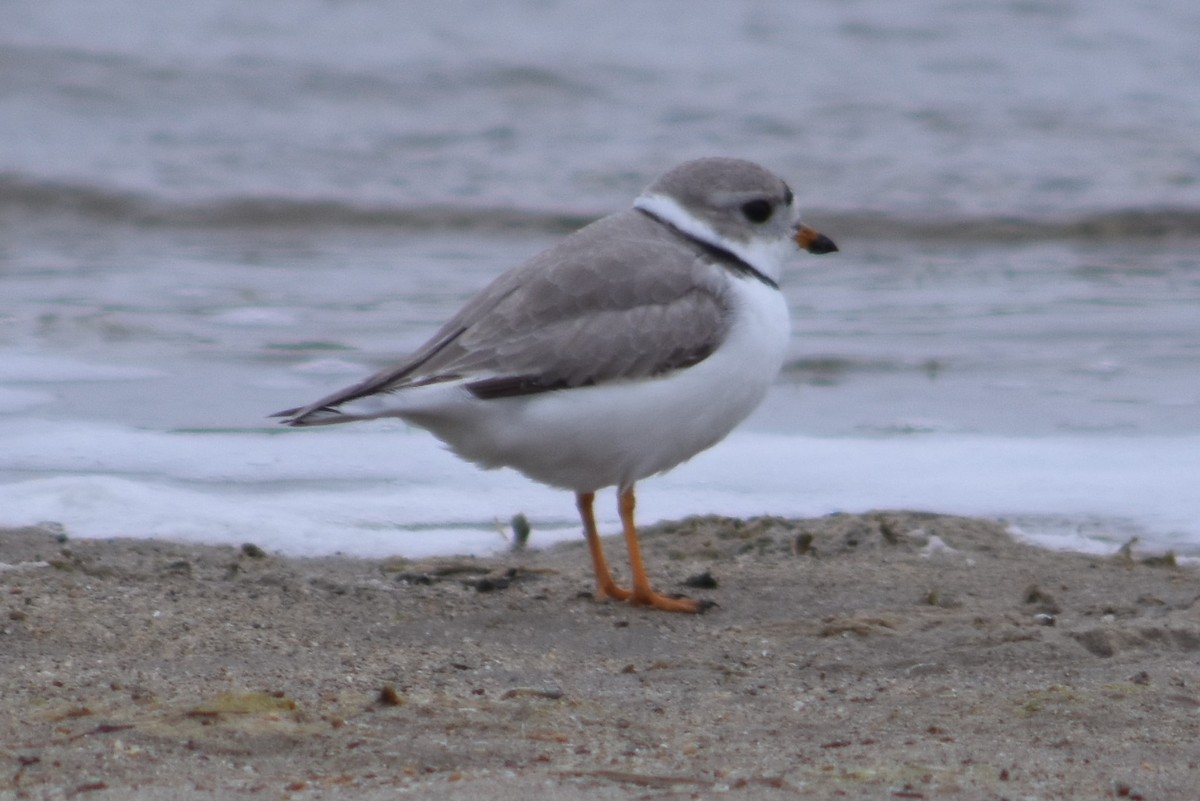 Piping Plover - ML344357311
