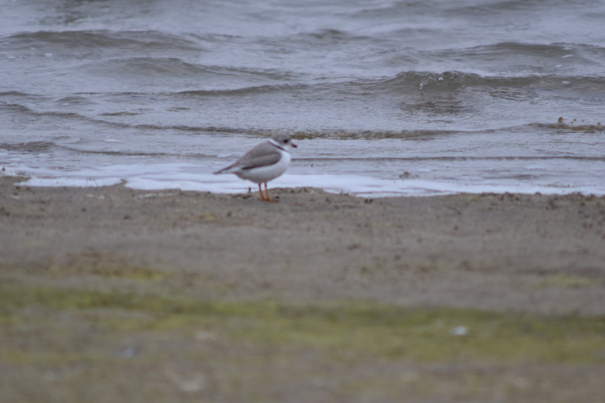 Piping Plover - ML344357841