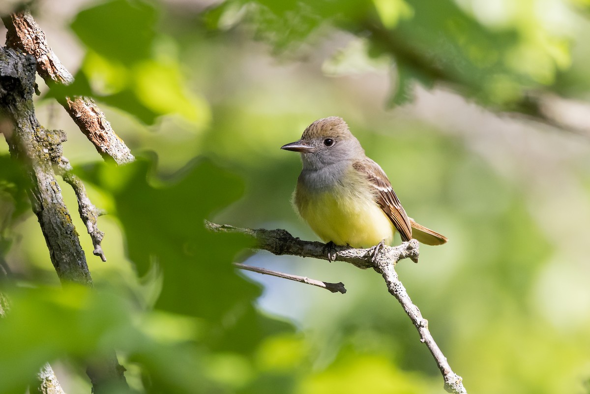 Great Crested Flycatcher - Tim Emmerzaal