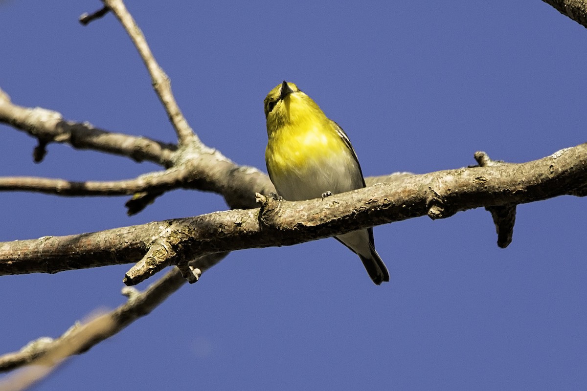 Yellow-throated Vireo - Bill Grossmeyer