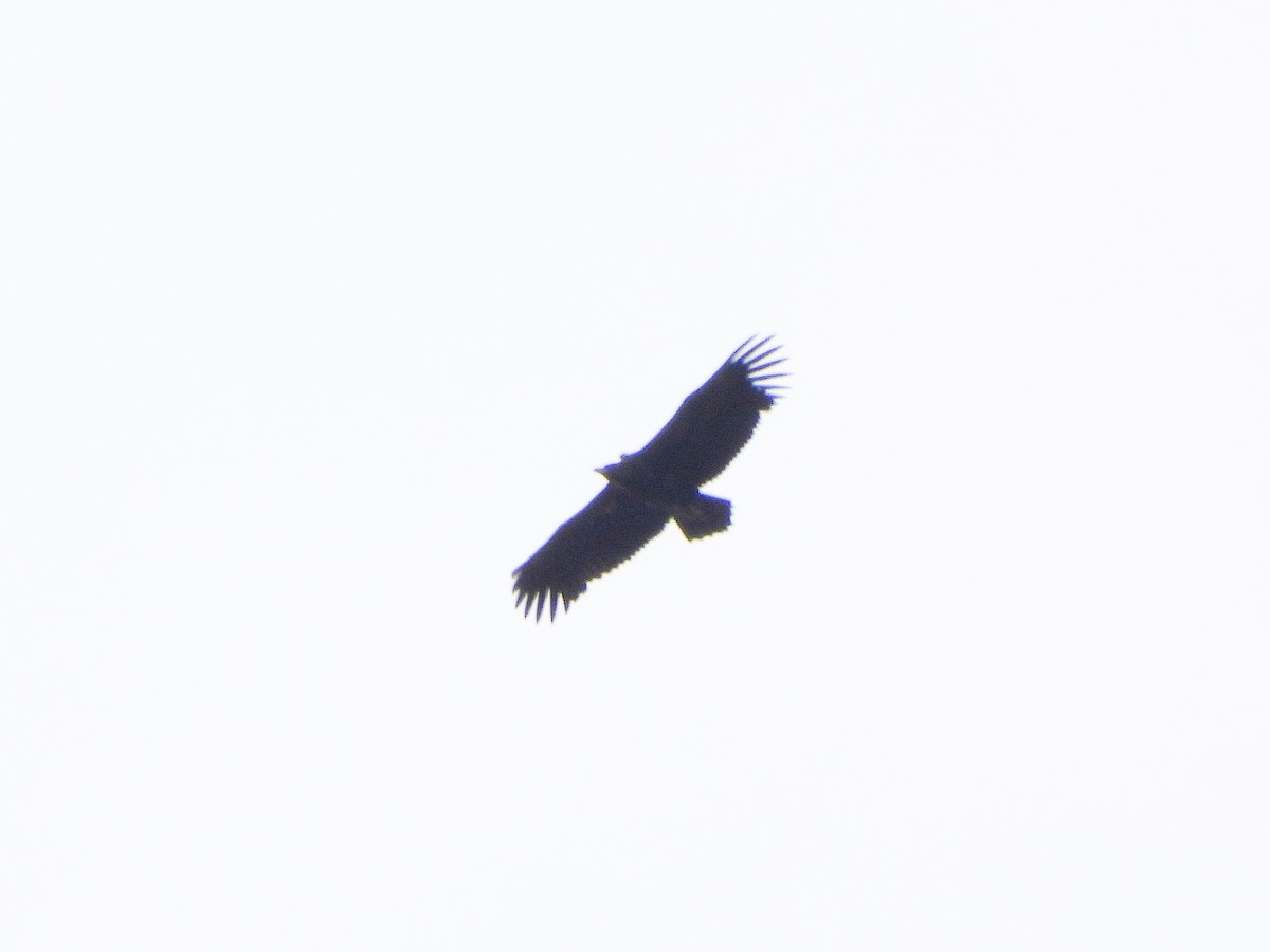 Cinereous Vulture - ML344379061