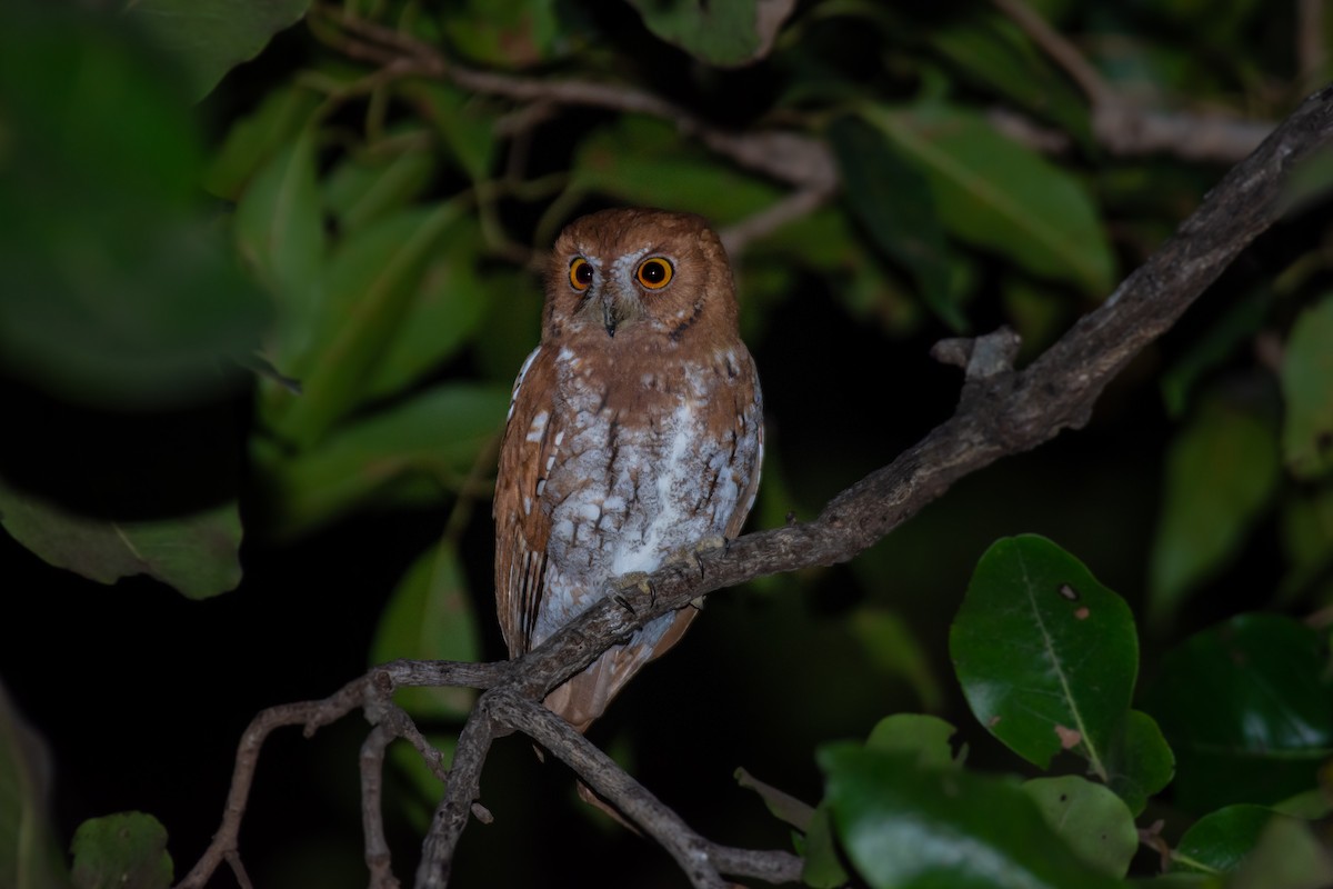 Oriental Scops-Owl - Sanket Rajurkar