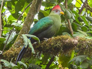  - Bannerman's Turaco