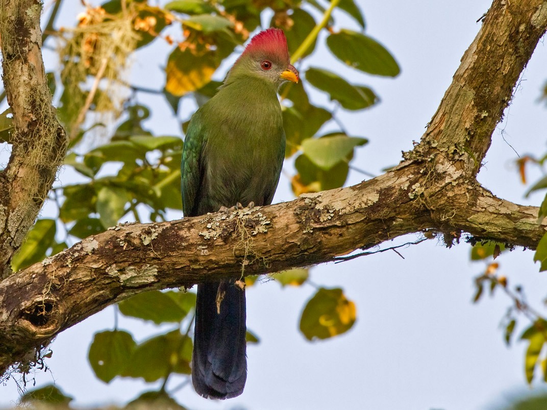 Bannerman's Turaco - Lars Petersson | My World of Bird Photography