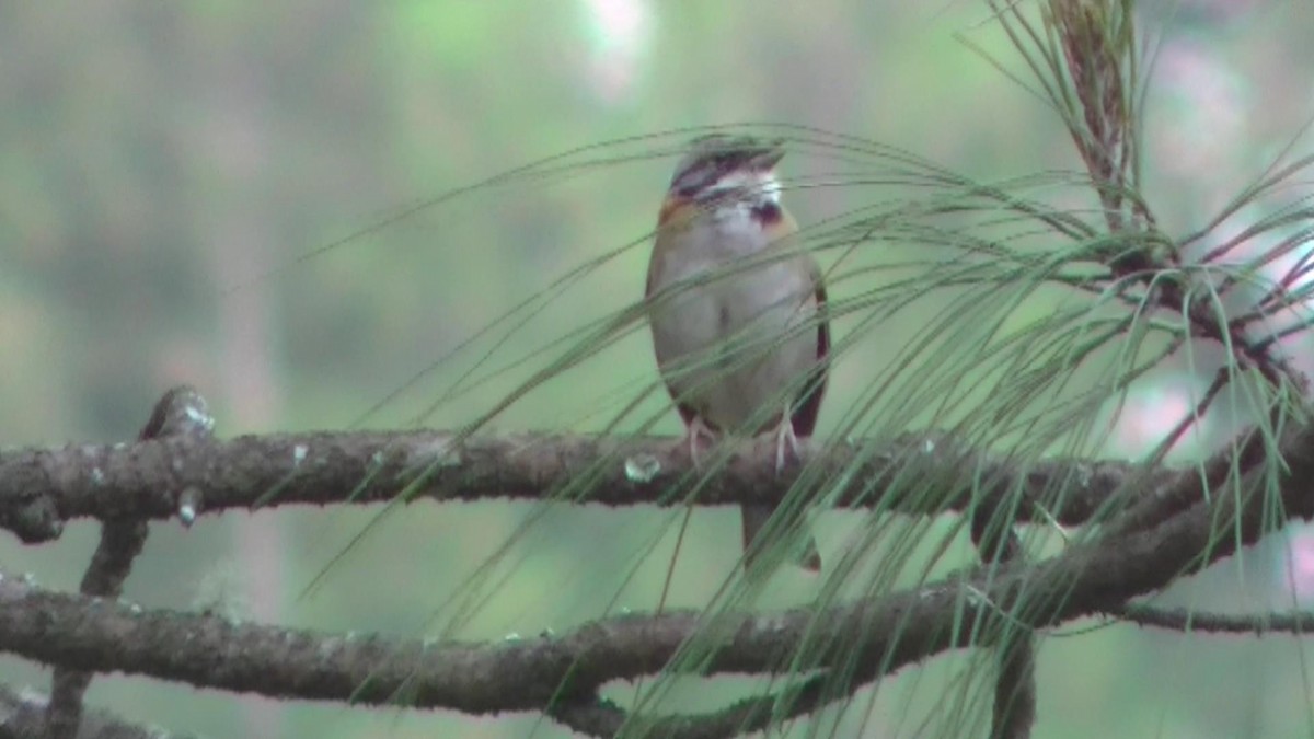 Rufous-collared Sparrow - ML344384631