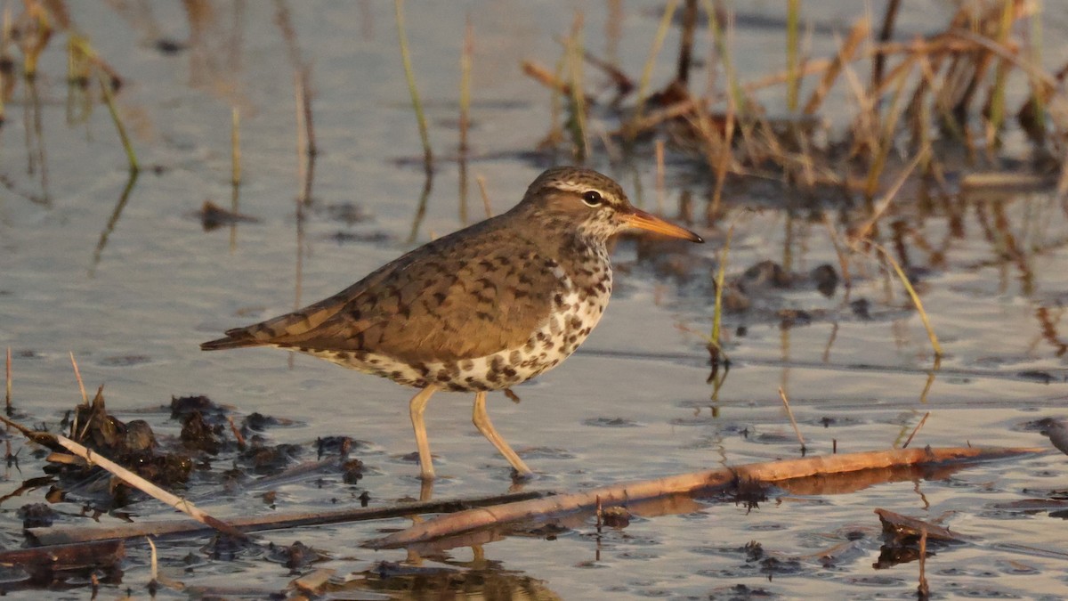 Spotted Sandpiper - Curtis McCamy