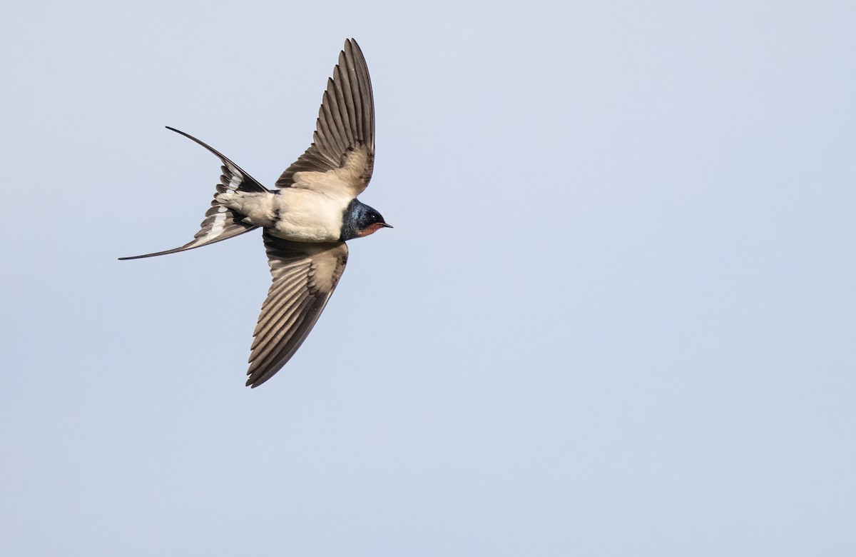 Barn Swallow (White-bellied) - ML344387841