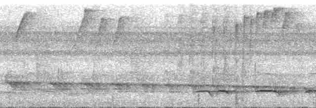 Trogon rosalba (groupe collaris) - ML34439