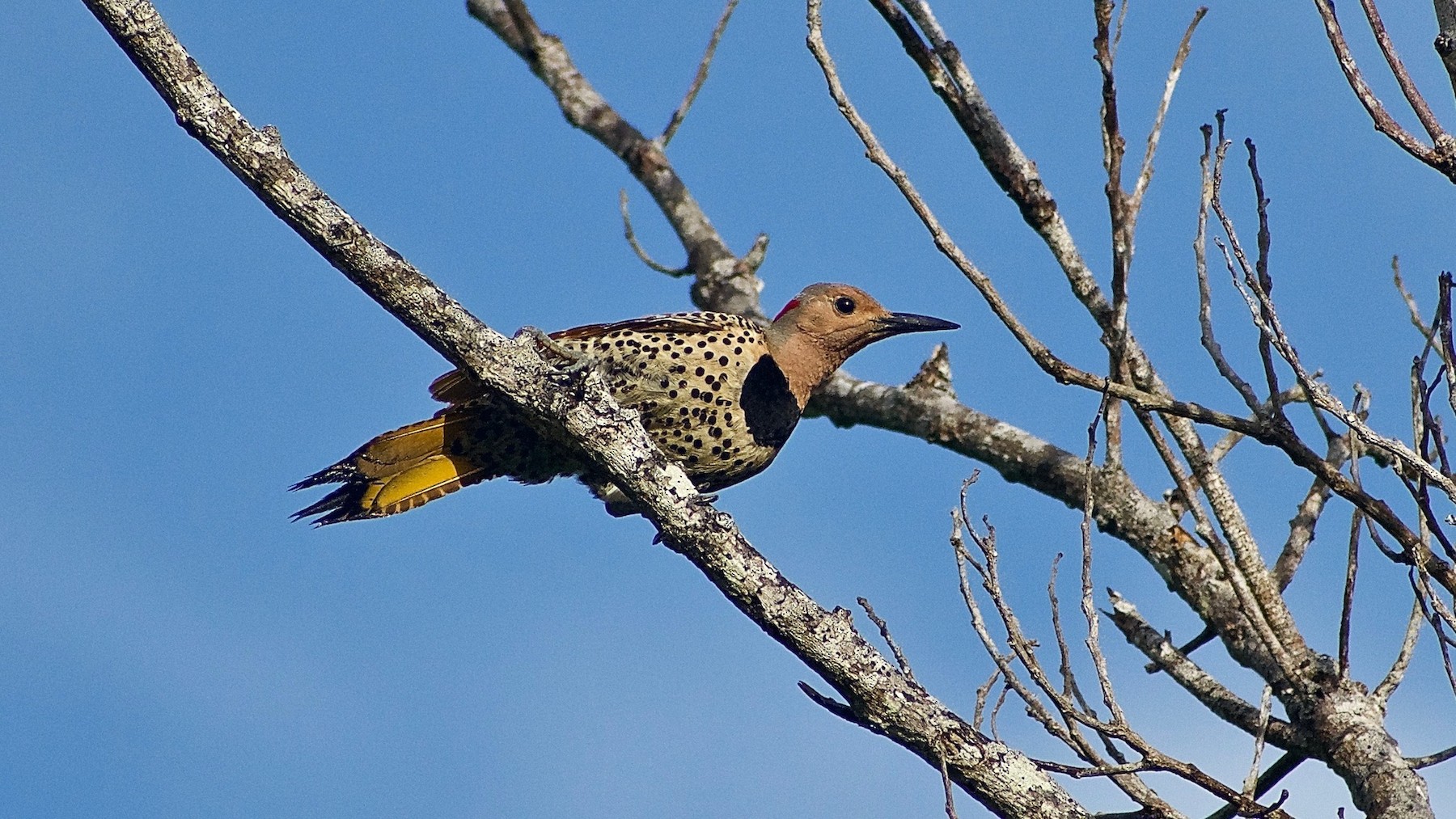 ハシボソキツツキ Chrysocaulosus Ebird