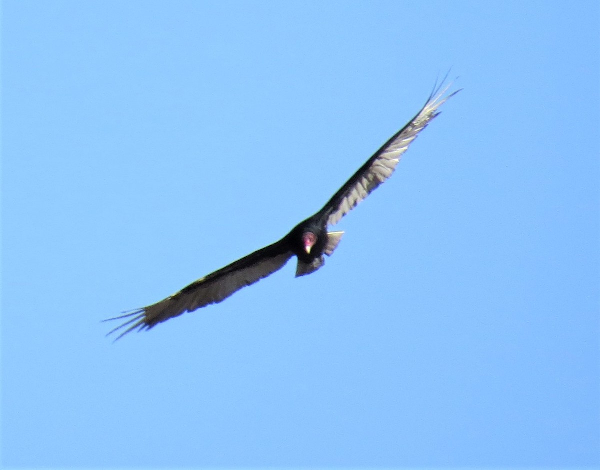 Turkey Vulture - ML344392451