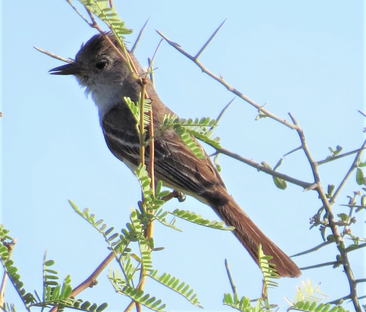 Ash-throated Flycatcher - Don Witter