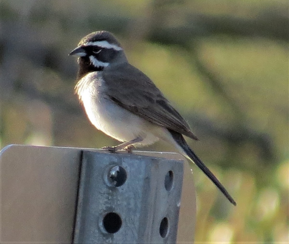 Black-throated Sparrow - Don Witter