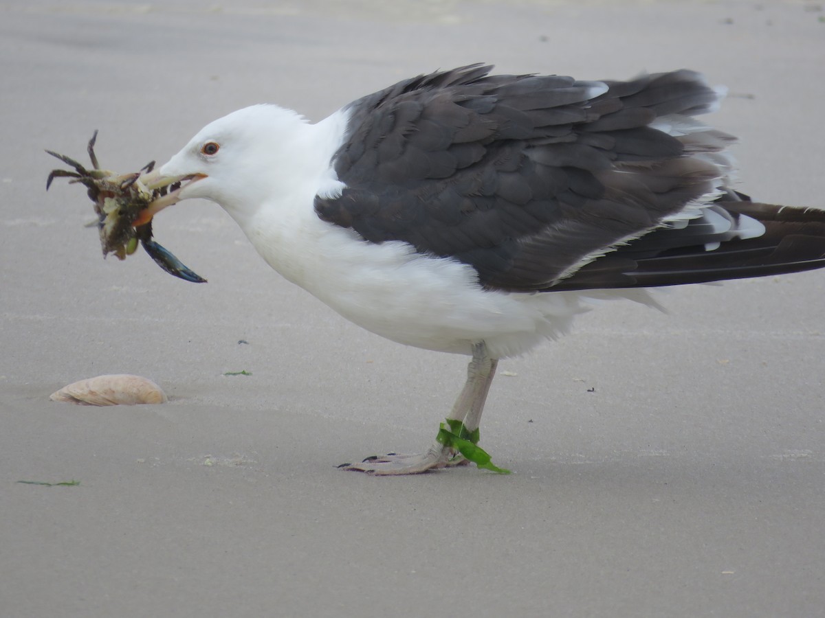 Great Black-backed Gull - Becky Laboy