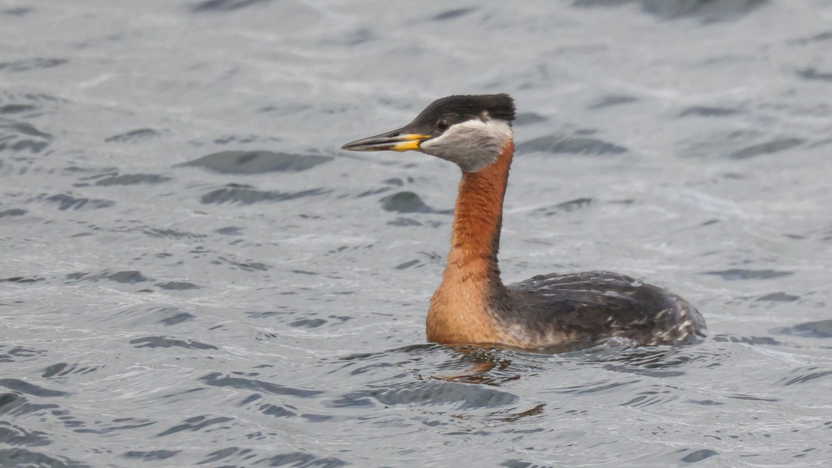 Red-necked Grebe - ML344409131