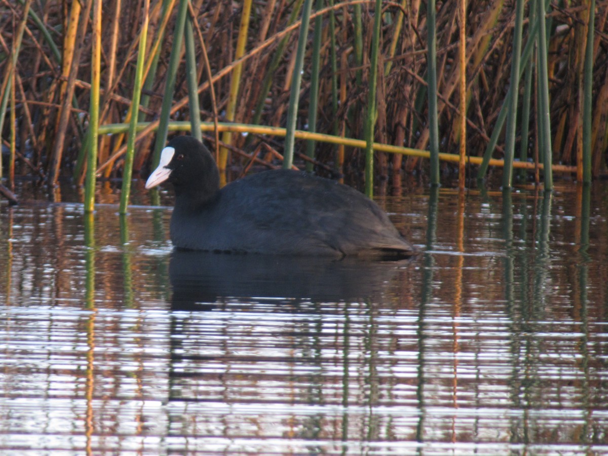 Eurasian Coot - Mike Youdale