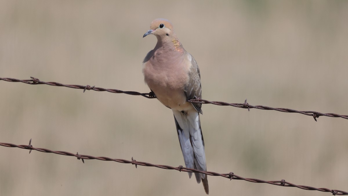 Mourning Dove - Curtis McCamy