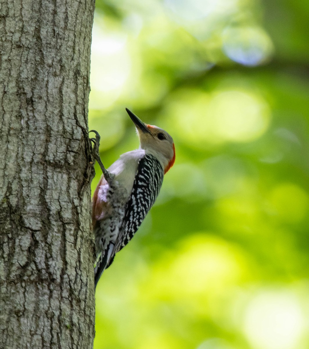 Red-bellied Woodpecker - ML344415331