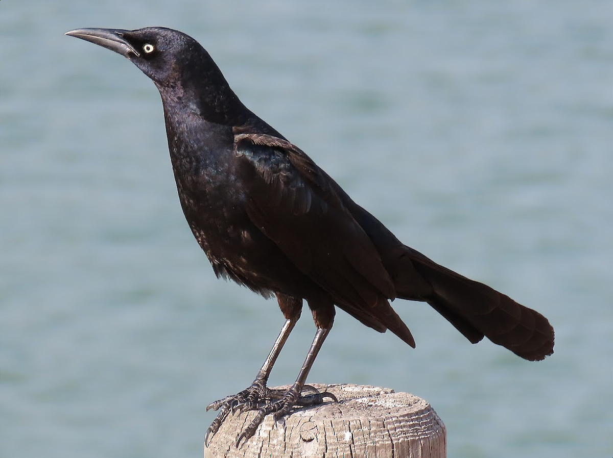 Great-tailed Grackle - ML344416201