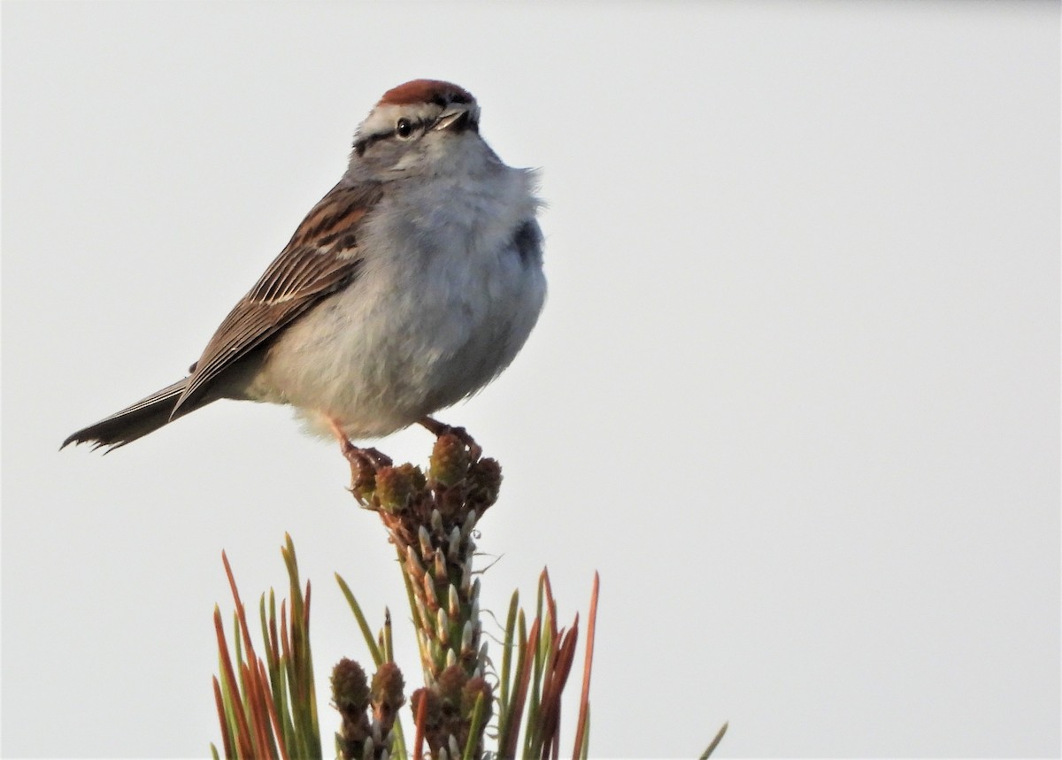 Chipping Sparrow - ML344417521