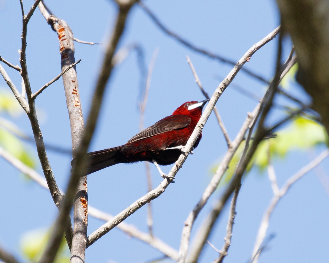 Silver-beaked Tanager - ML344418211