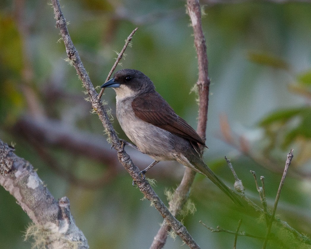 Red-shouldered Tanager - ML344418271