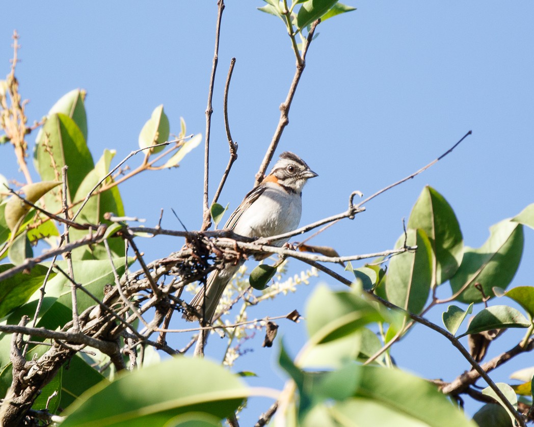 Rufous-collared Sparrow - ML344418451