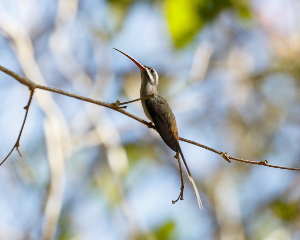 Sooty-capped Hermit - Silvia Faustino Linhares