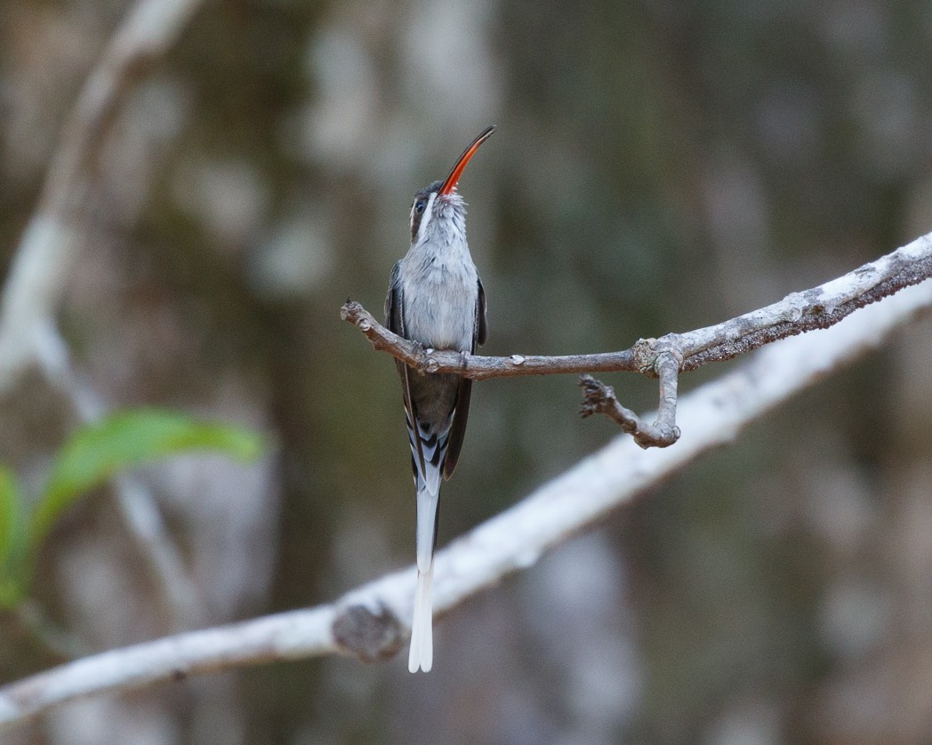 Sooty-capped Hermit - Silvia Faustino Linhares