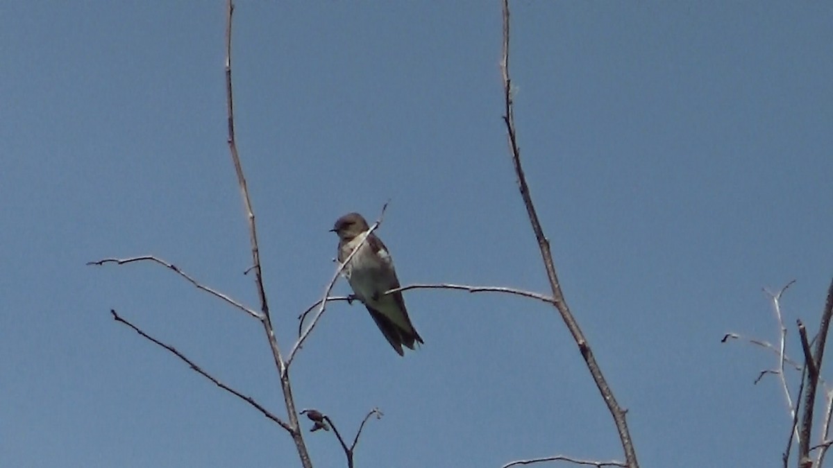 Northern Rough-winged Swallow - ML344419231