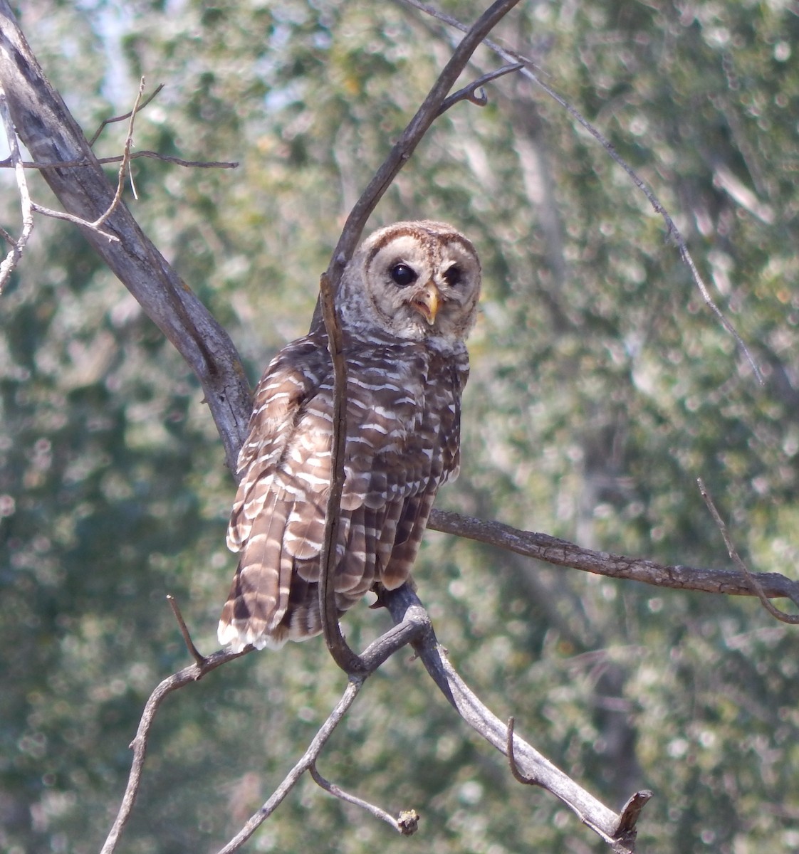 Barred Owl - ML34442011