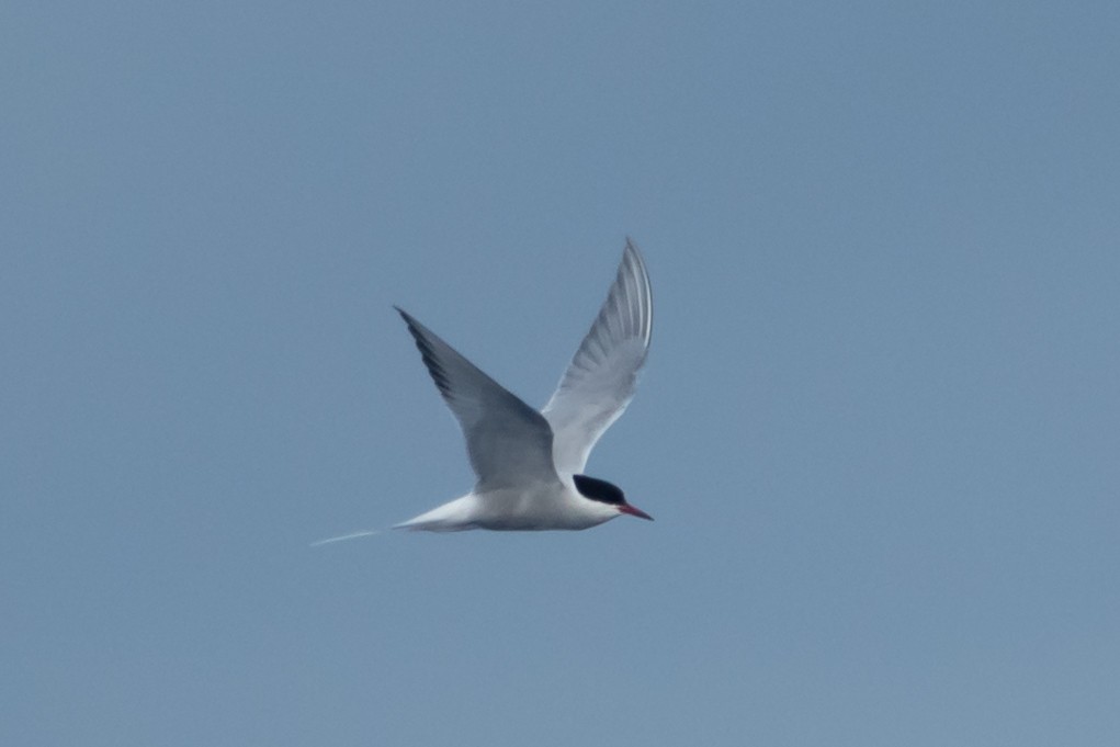 Arctic Tern - Phil Bartley