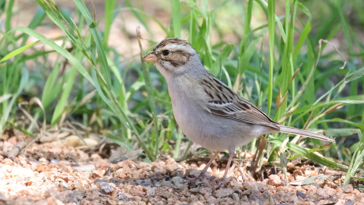 Clay-colored Sparrow - ML344423691