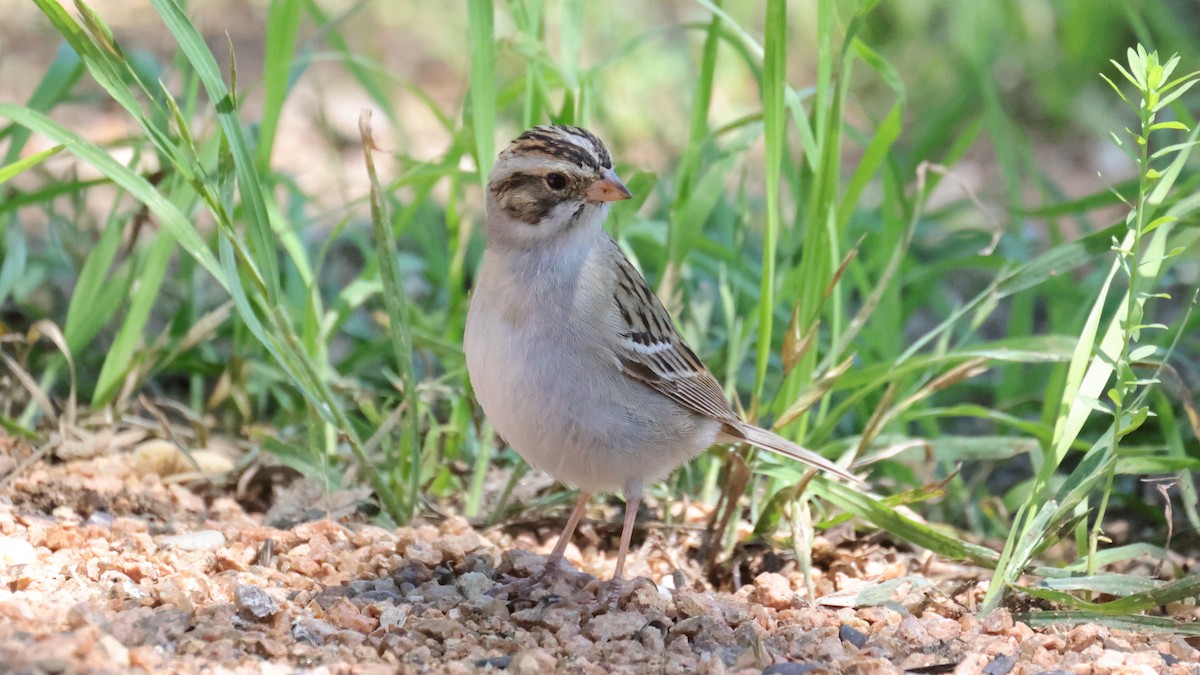 Clay-colored Sparrow - ML344423731