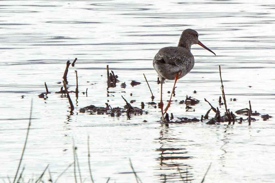 Spotted Redshank - ML344423971