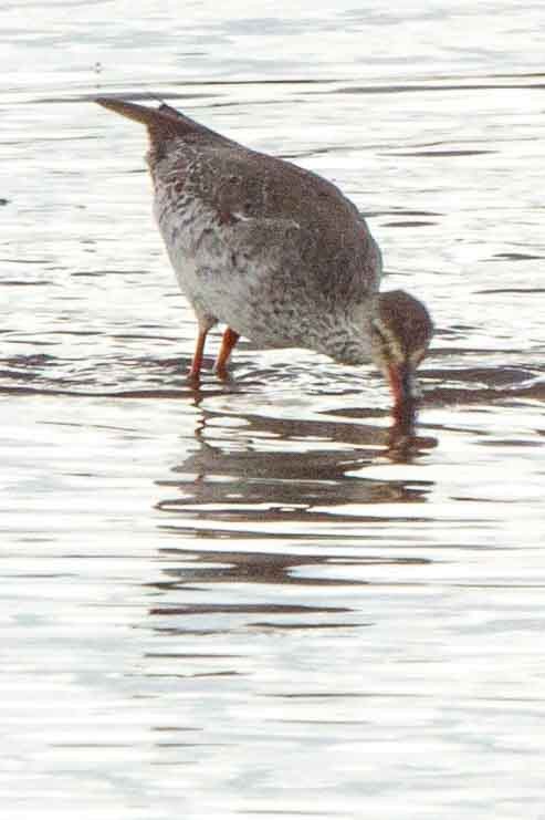 Spotted Redshank - ML344423981